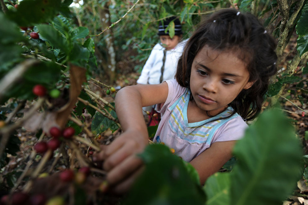 H Ονδούρα είναι μια μια χώρα που ελπίζει να γίνει ο μεγαλύτερος εξαγωγέας καφέ της Κεντρικής Αμερικής. Όμως εκεί δεν απαγορεύεται η παιδική εργασία.