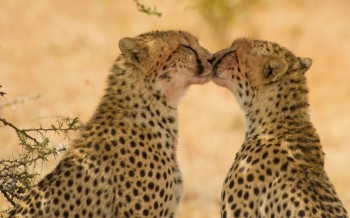 cheetahs-kiss_2416410k