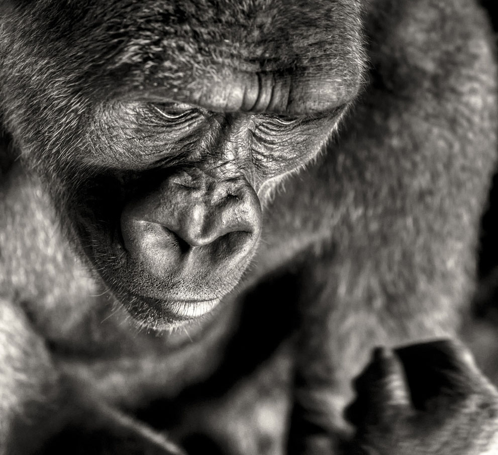 Μέρος της σειράς για γορίλες. Οι πίθηκοι χάνουν το φυσικό τους περιβάλλον, λόγω της απληστίας του ανθρώπου. (© Regis Boileau, Γαλλία)