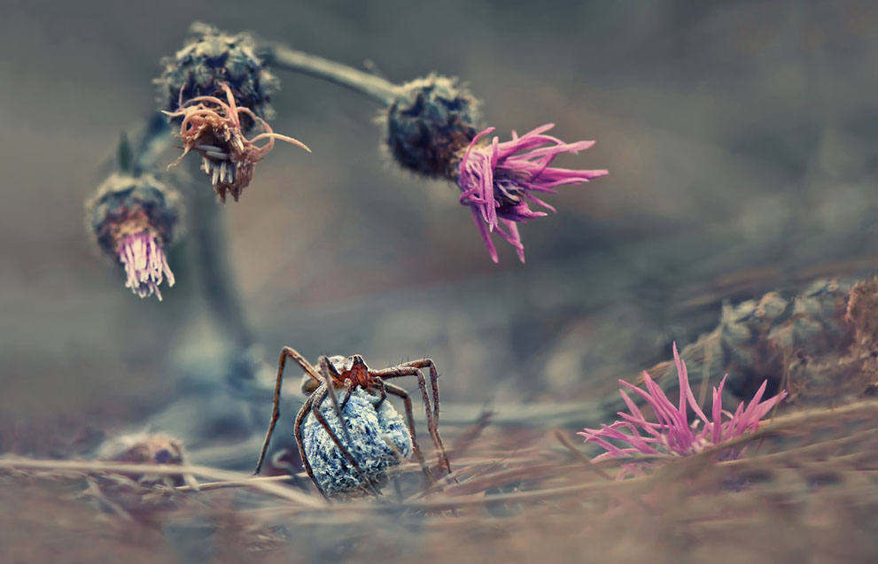 Καλώς ήλθατε στον κόσμο της αράχνης. (© Krasimir Matarov, Βουλγαρία)