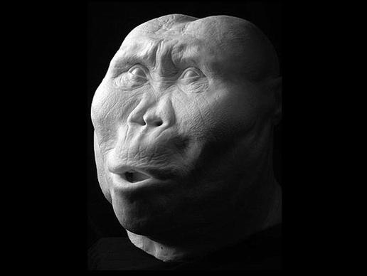 Paranthropus boisei: έζησε πριν 1,8 εκατομμύρια χρόνια.  Έτρωγε σπόρους, φυτά και ρίζες που έβρισκε σκάβοντας πιθανώς ίδιος με ξύλα ή οστά.