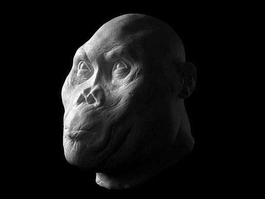Rudolfensis Homo: έζησε πριν περίπου 1,8 εκατομμύρια χρόνια. Χρησιμοποιούσε λίθινα εργαλεία και έτρωγε το κρέας και φυτά.