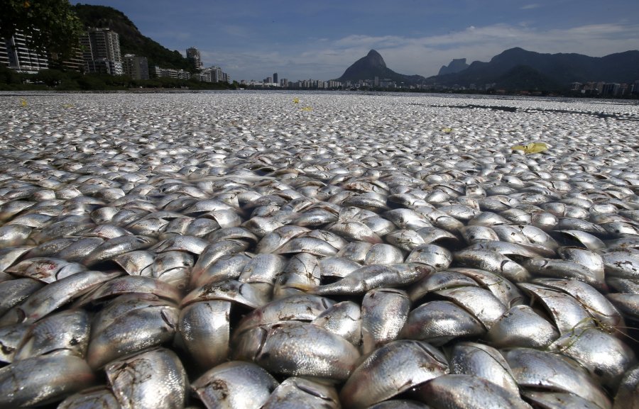 Χιλιάδες νεκρά ψάρια εντοπίστηκαν στη λιμνοθάλασσα Ροντρίγκο ντε Φρέιτας στο Ρίο ντε Τζανέιρο της Βραζιλίας. Το φαινόμενο αποδίδεται στην πτώση των επιπέδων οξυγόνου στα ύδατα λόγω της μόλυνσης.
