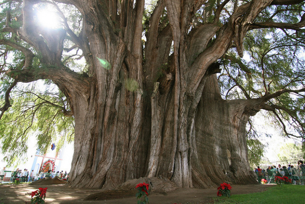 Arbol de Tule big-big-trees