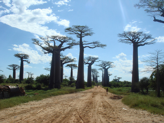 Avenue of Baobabs big-big-dentra4