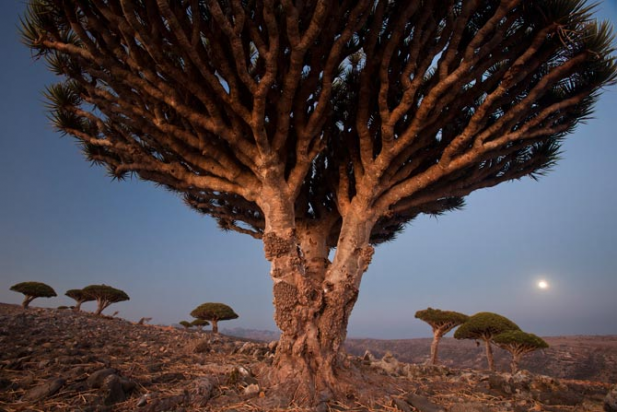 Socotra Dragon Trees big-02-dragons-blood-tree-diksam-plateau-670