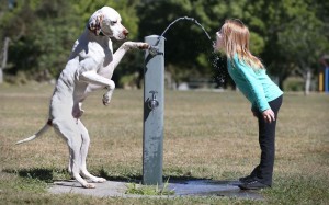 Ο σκύλος βοηθάει ένα κοριτσάκι να ξεδιψάσει