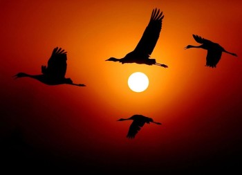 Πουλιά γερανοί κατά τη διάρκεια του ταξιδιού τους από την Ευρώπη στην Αφρική. Είναι πτηνό μεταναστευτικό, διαχειμάζει στην Αφρική και την Ινδία και το καλοκαίρι μεταναστεύει στη Σκανδιναβία και τη Γιουγκοσλαβία, όπου και αναπαράγεται.