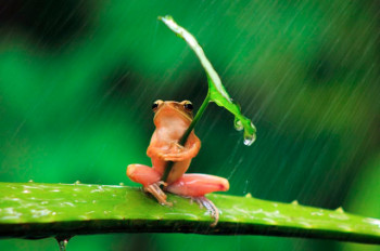 Βάτραχος χρησιμοποιεί ένα φύλλο για ομπρέλα. Φωτογραφία του Penkdix Palme.