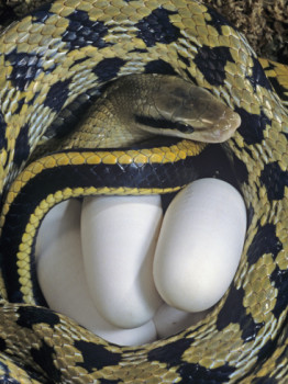 jim-merli-taiwan-beauty-snake-female-elaphe-taeniurus-with-eggs_i-G-64-6469-IFSH100Z