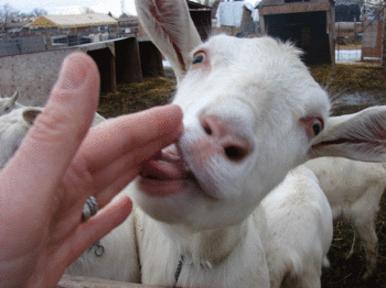 drake-galley-licking-goat