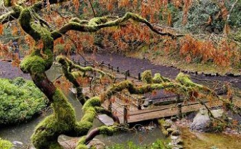 portlands-japanese-gardens-in-fall-small