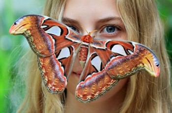 buttergly-attacus