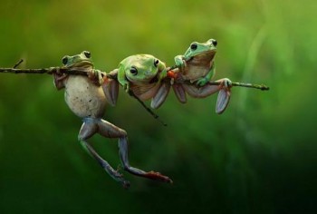 3-frogs