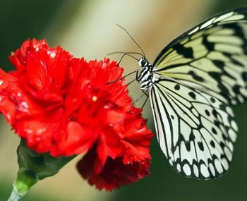 A Paper Kite butterfly is pictured on a