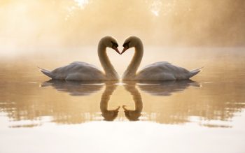loving_swans-1680x1050