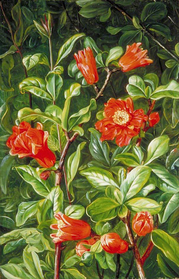 Λουλούδια ροδιού - Marianne North - 1875